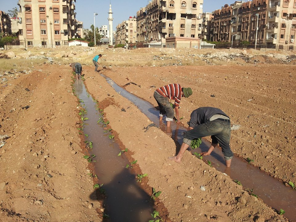 Agriculture in a city under siege (Yarmouk)